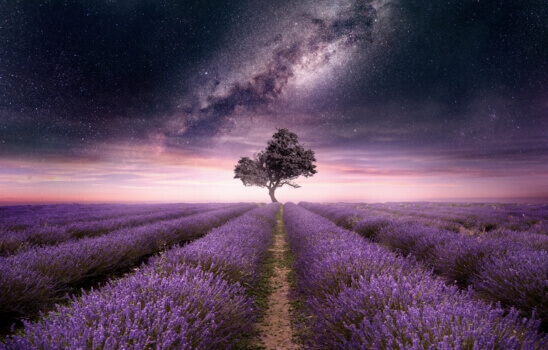 Ein Lavendelfeld mit Nachthimmel voller Sterne
